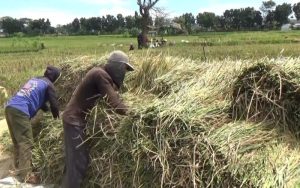 Pemkab Purwakarta Targetkan Produksi 111.234 Ton Gabah Kering