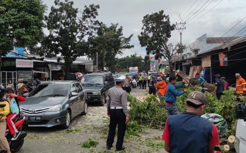 Pohon Tumbang