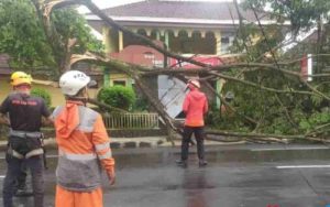 Empat Pohon Tumbang Diterjang Hujan Deras dan Angin Kencang di Ciamis, Masyarakat Diminta Hati-hati
