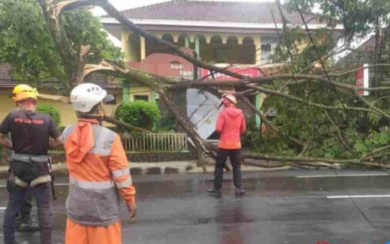 Pohon Tumbang di Ciamis