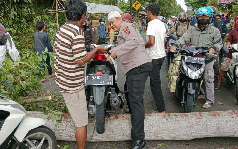 Pohon Tumbang
