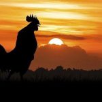 Belasan WNA Rusia di Bali memprotes suara ayam berkokok.