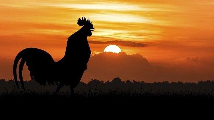 Belasan WNA Rusia di Bali memprotes suara ayam berkokok.