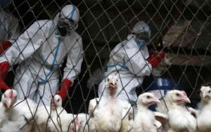 Kota Cimahi Terindikasi Penyebaran Flu Burung, Ratusan Dosis Vaksin Langsung Disuntikan ke Unggas