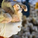 Flu Burung