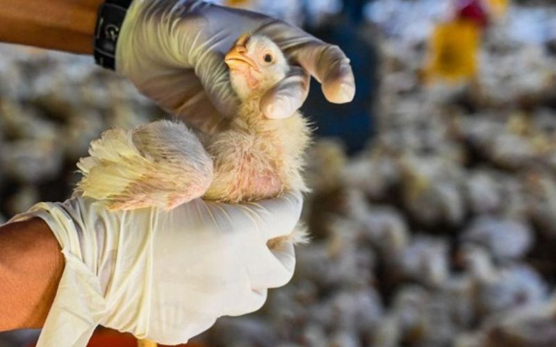 Cegah Wabah Flu Burung, Diskanak Garut Terapkan Biosekuriti dan Pemeriksaan Unggas dari Luar Daerah