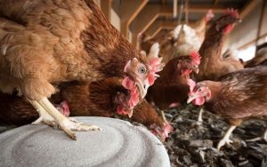 Cegah Penyebaran Flu Burung, Diskanak Sumedang Perketat Masuknya Unggas dari Luar Daerah