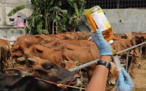 Bandung Barat Kekurangan 25 Ribu Dosis Vaksin LSD untuk Sapi Perah