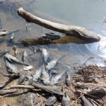 Ikan Mati di Sungai Cileungsi