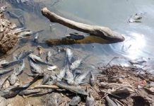 Ikan Mati di Sungai Cileungsi