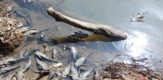 Ikan Mati di Sungai Cileungsi