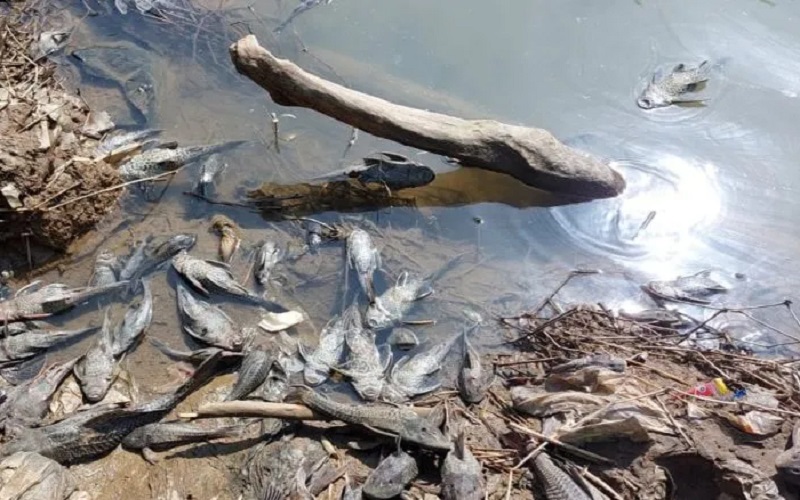 Ikan Mati di Sungai Cileungsi