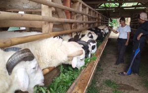 Jelang Bulan Haji, Peternak Domba di Purwakarta Mulai Kebanjiran Orderan