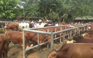 Jelang Idul Adha, Penjualan Sapi Di Purwakarta Meningkat 100 Persen