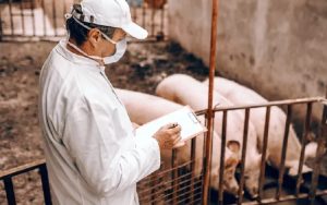 DKPP Pastikan Kasus Flu Babi Afrika Tidak Ditemukan di Jabar