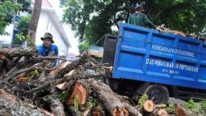Antisipasi Bencana, DPKP3 Kota Bandung Pangkas dan Tanam Pohon