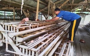 Harga Daging Ayam di Depok ‘Meledak’ Tembus Rp60 Ribu Per Ekor di Idul Adha 1444 Hijriah