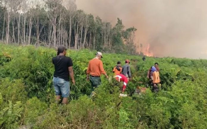 Kebakaran Hutan