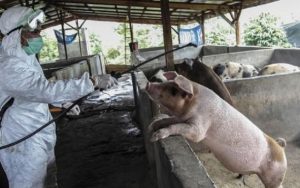 Cegah Penyebaran Flu Babi Afrika, DKPP Jabar Terjunkan Tim ke Kuningan dan Bogor