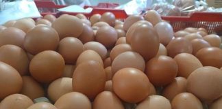 Telur Ayam