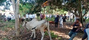 Hewan Kurban Idul Adha di Serdang Bedagai Berasal dari Peternakan Lokal