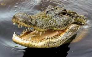 Buaya Lepas dari Penangkaran Hebohkan Warga Cianjur, Ternyata Ini Penyebabnya