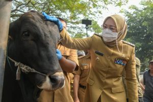 Bupati Purwakarta, Anne Ratna Mustika saat membuka pelaksanaan vaksinasi LSD