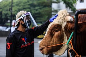 Jelang Idul Adha, 1.369 Ekor Hewan Kurban di Kota Bandung Divaksin