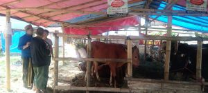 Senyum Semringah Penjual Hewan Kurban di Cipaku Cianjur, Omzetnya Naik 40 Persen Dibanding Tahun Lalu