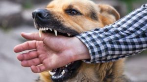 Meski Nol Kasus, Warga Jabar Tetap Diminta Waspada Soal Penyakit Rabies