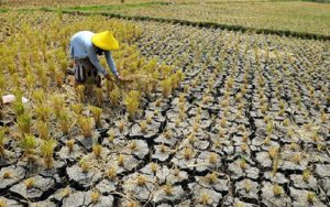 Sektor Pertanian Rentan Risiko Alam, Ini Pentingnya Melindungi Petani