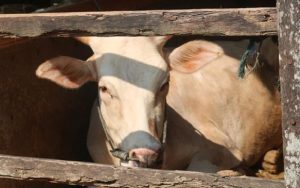 Ngeri! Sapi Kurban di Garut Ngamuk dan Injak-injak Warga