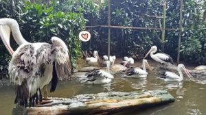 Pemkot akan Pindahkan Lokasi Kebun Binatang Bandung
