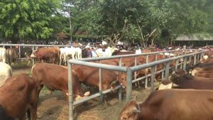 Soal Pembukaan Pasar Hewan, Bupati Purwakarta Anne Ratna Mustika Tunggu Ini