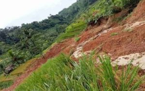 Duh! Dua Hektar Sawah Tergerus Longsor di Langkaplancar Pangandaran, Petani Terancam Gagal Panen