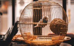 Bisa Mengurasi Stres, Ternyata Ini Tips Memelihara Burung yang Baik