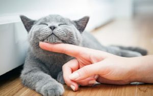 Catlovers Wajib Tahu, Ini Enam Hal yang Harus Diperhatikan Jika Ingin Memelihara Kucing