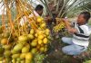 Para petani kurma memetik buah kurma muda yang terlihat masih hijau.