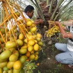 Para petani kurma memetik buah kurma muda yang terlihat masih hijau.