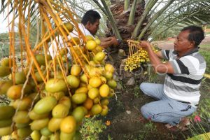 Para petani kurma memetik buah kurma muda yang terlihat masih hijau.