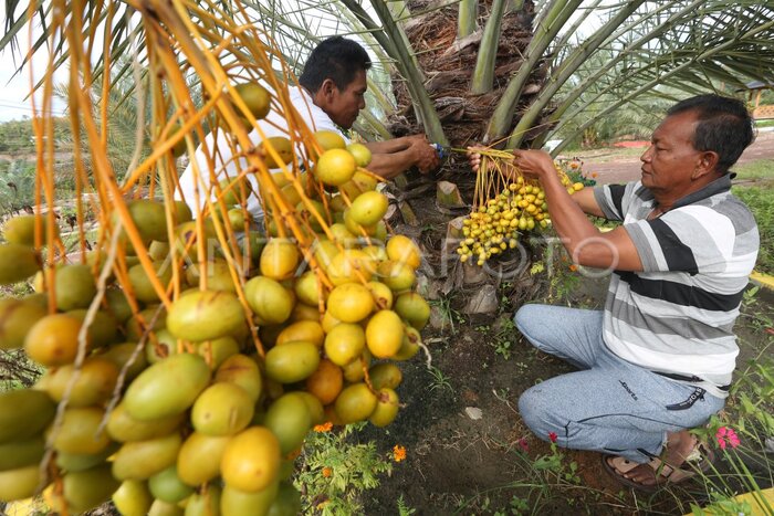 8 Khasiat Buah Kurma Muda untuk Kesehatan Tubuh