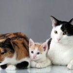 Penyakit hewan yang wajib diketahui pecinta kucing.