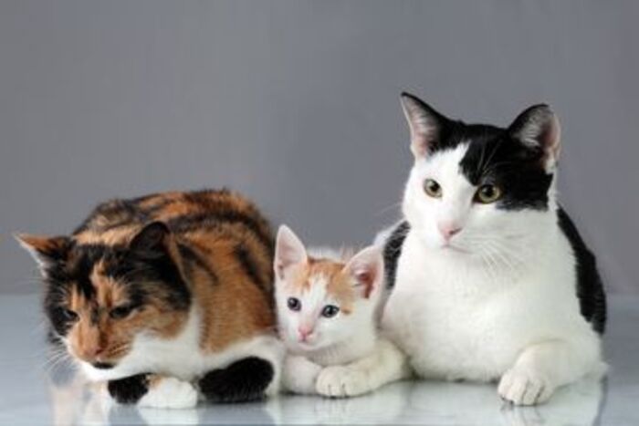 Kenapa Kucing Jadi Hewan yang Dihormati dalam Tradisi Islam?