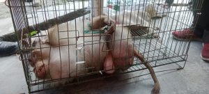 BBKSDA Sumatera Utara Sebut Beruk di Evakuasi Dari Tebing Tinggi Bukan Satwa Dilindungi
