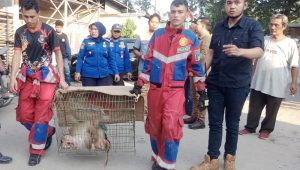Rio, Seekor Owa Siamang Milik Warga Tebing Tinggi Diserahkan ke BBKSDA Sumut