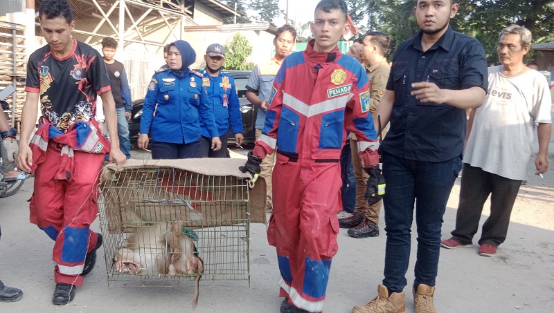 Rio, Seekor Owa Siamang Milik Warga Tebing Tinggi Diserahkan ke BBKSDA Sumut