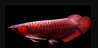 Ikan Arwana merupakan salah satu ikan hias paling mudah dipelihara di akuarium (1)