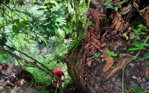 Minibus Terjun ke Jurang di Dairi, Basarnas Medan Cari Dua Penumpang yang Hilang