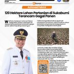 Achmad Fahmi 120 Hektare Lahan Pertanian di Sukabumi Terancam Gagal Panen