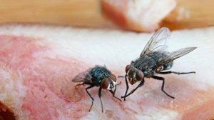 Cara Mudah Mengusir Lalat dari Rumah secara Alami